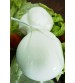 Scamorza in acqua