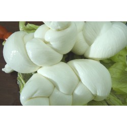 Treccia di Mozzarella