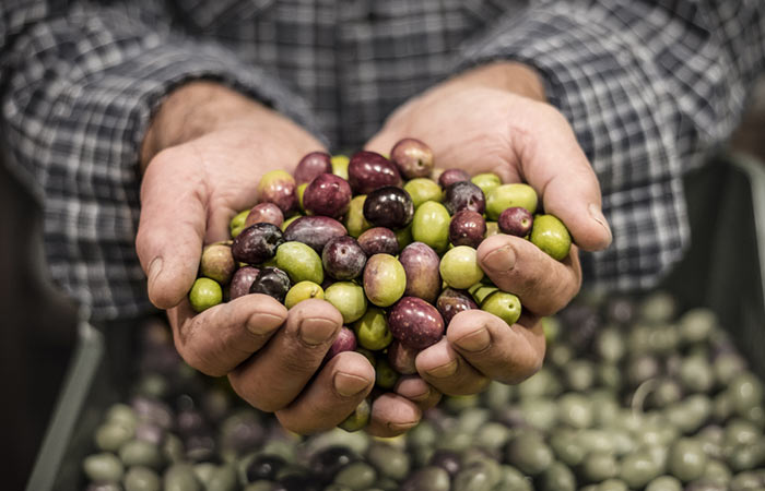 Olio extravergine Pugliese: il migliore